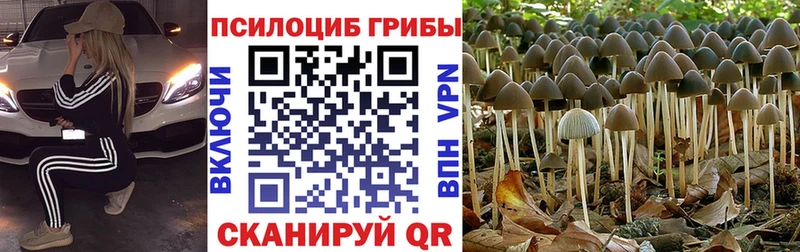 Галлюциногенные грибы Cubensis Узловая